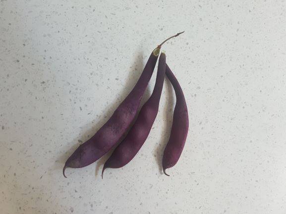 bean_purple_climber1.jpg