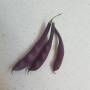 bean_purple_climber1.jpg