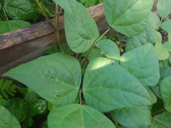 bean_purple_climber2.jpg