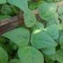 bean_purple_climber2.jpg