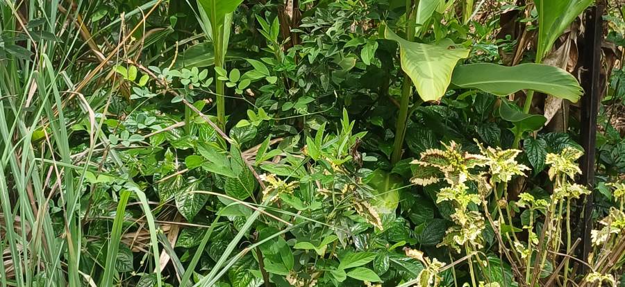 betel_leaf_2.jpg