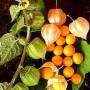 capegooseberry1.jpg
