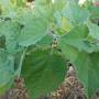 capegooseberry2.jpg