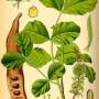 carob1.jpg