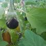 eggplant5.jpg