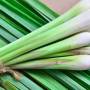 lemongrass2.jpg