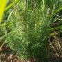 rosemary2.jpg