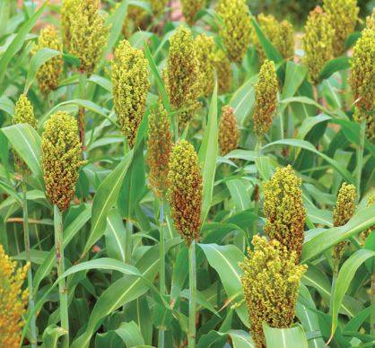 sorghum1.jpg