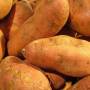 sweetpotato1.jpg