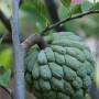 sweetsop1.jpg