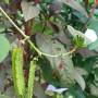 winged_bean_1.jpg