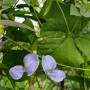 winged_bean_2.jpg